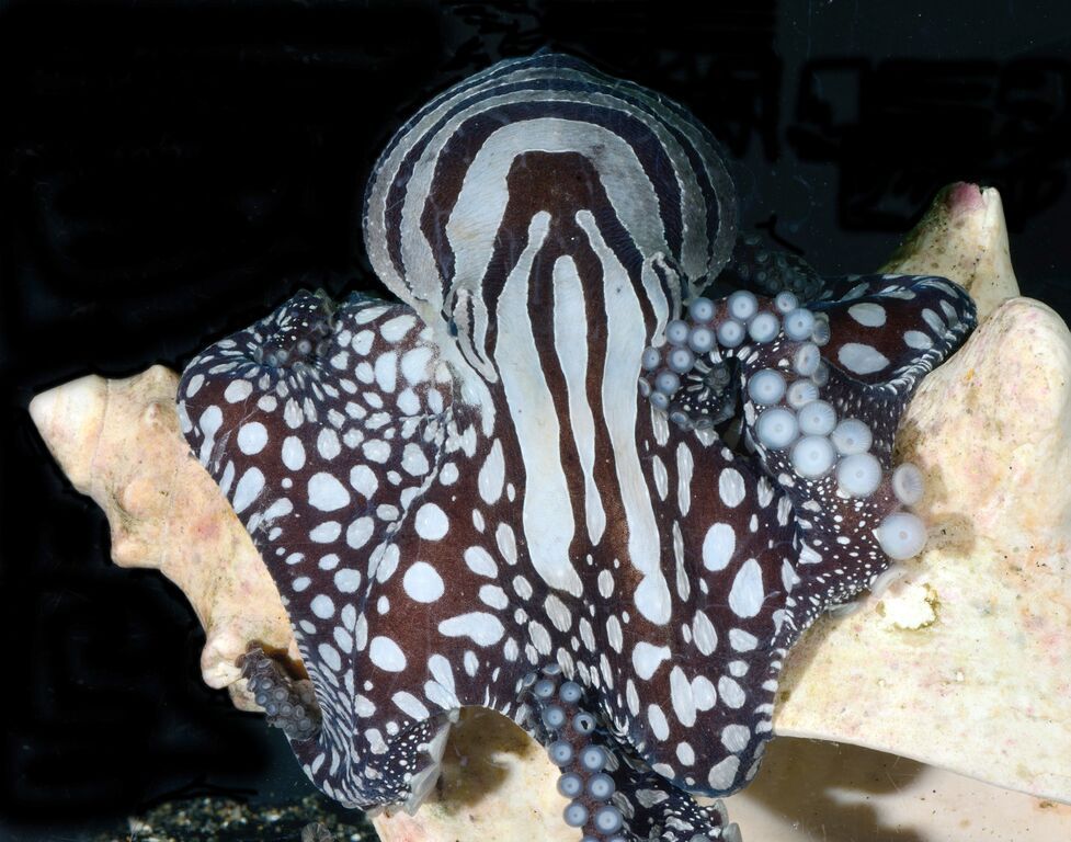 male-jan21-octopus-dots