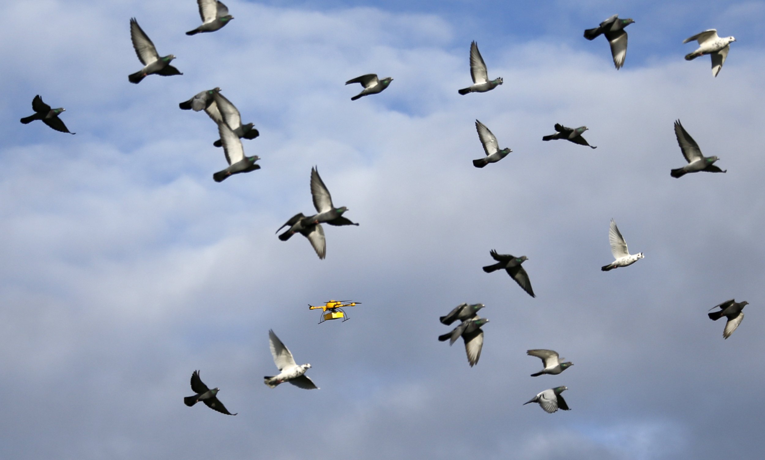 Birds and drones