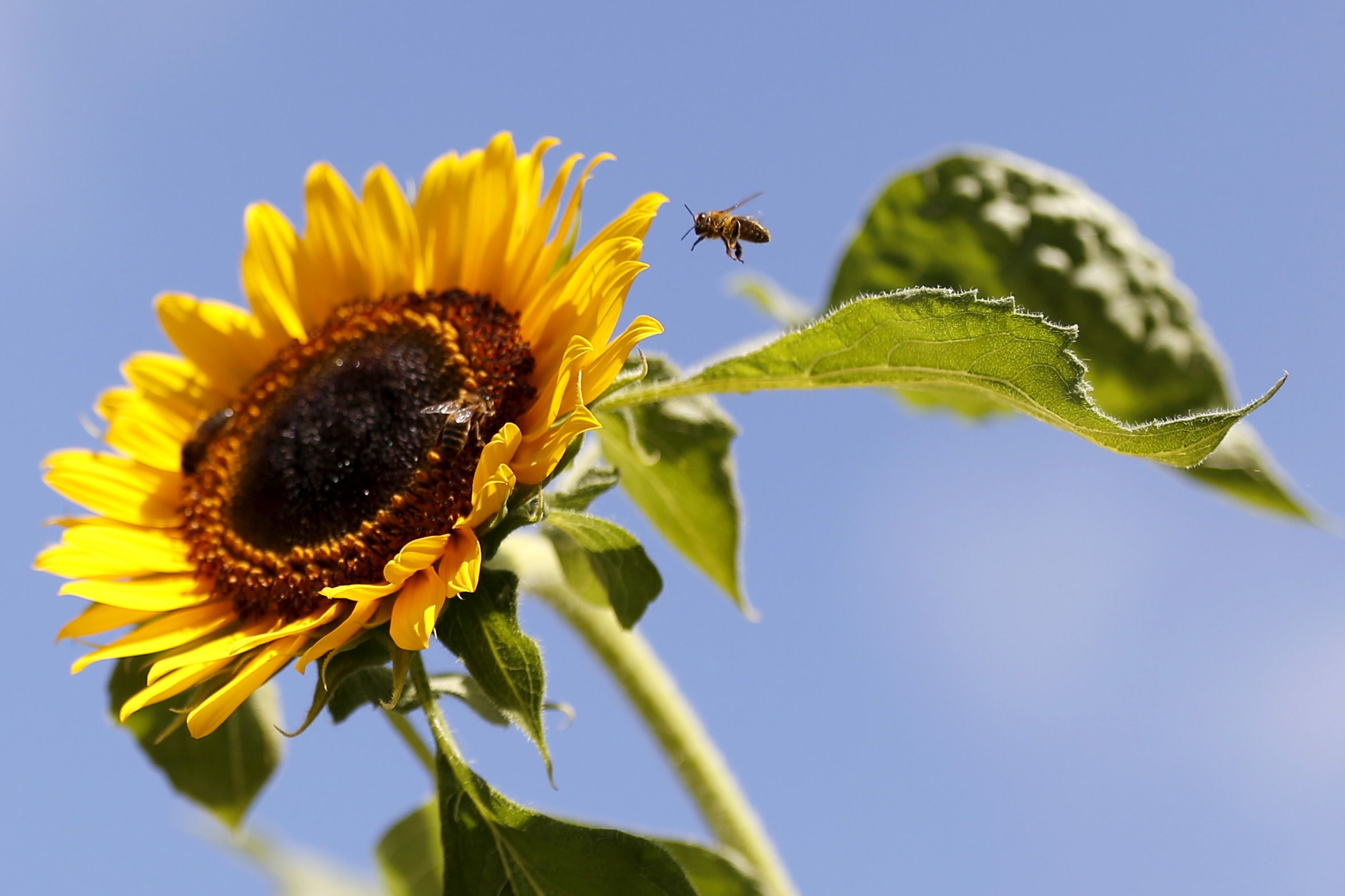 8/15/2015_BeeAttacks 8/15/2015_BeeAttacks