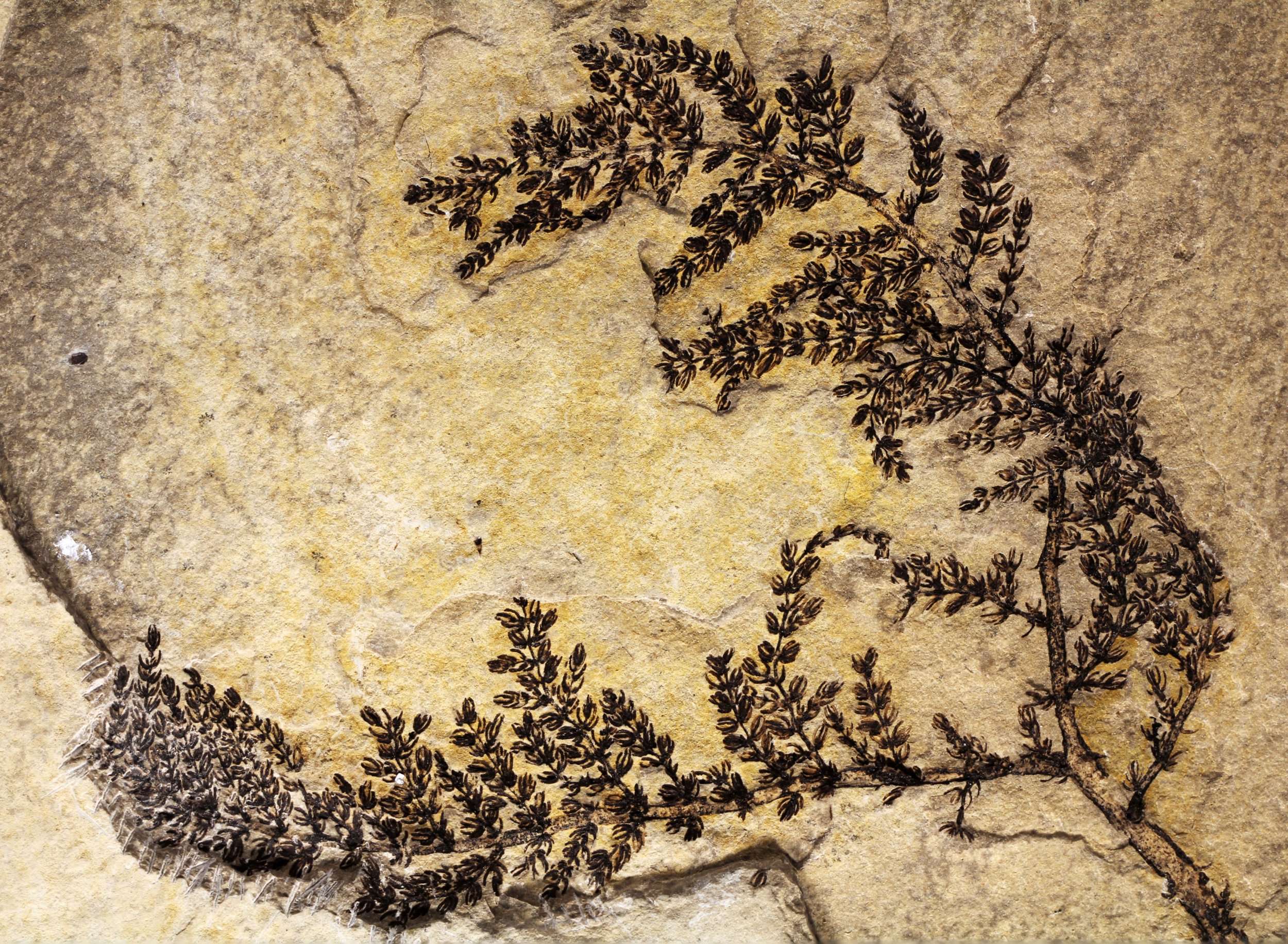 Первый растения на земле. Montsechia vidalii. Archaefructus liaoningensis. Покрытосеменные растения мелового периода. Окаменелости цветков мелового периода.