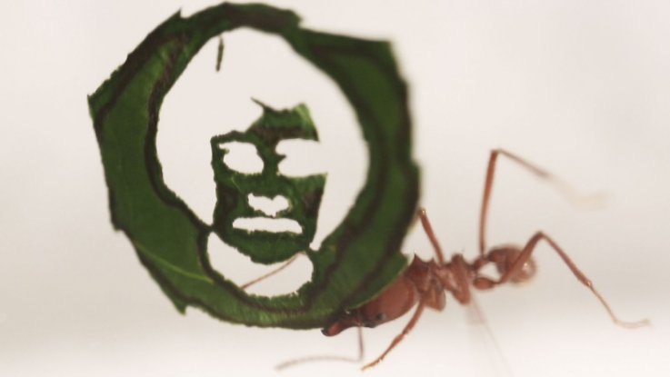 Ants Carry Merkel Face Leaf Ants Carry Merkel Face Leaf
