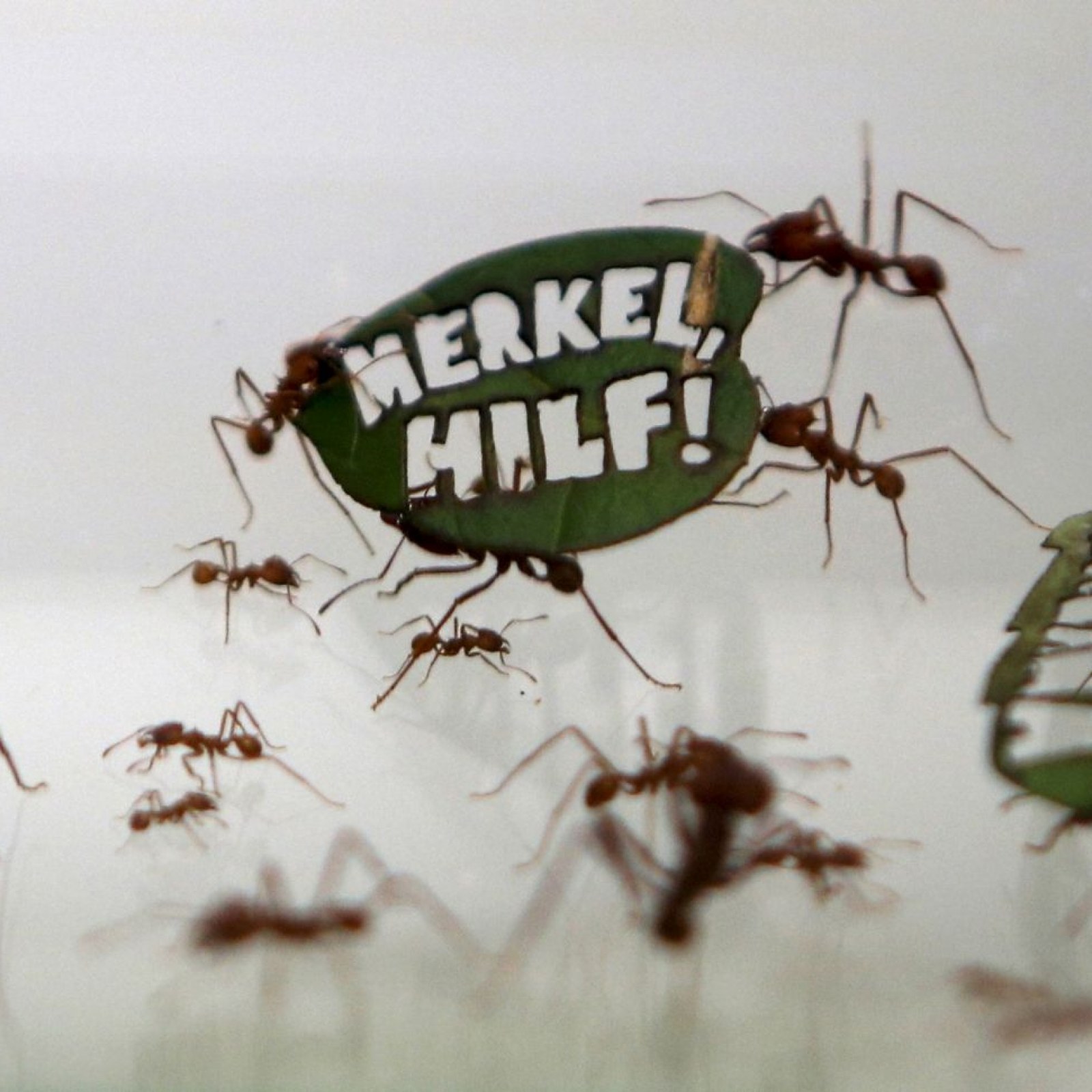 Angela Merkel Target Of Ant Protest Over Amazon
