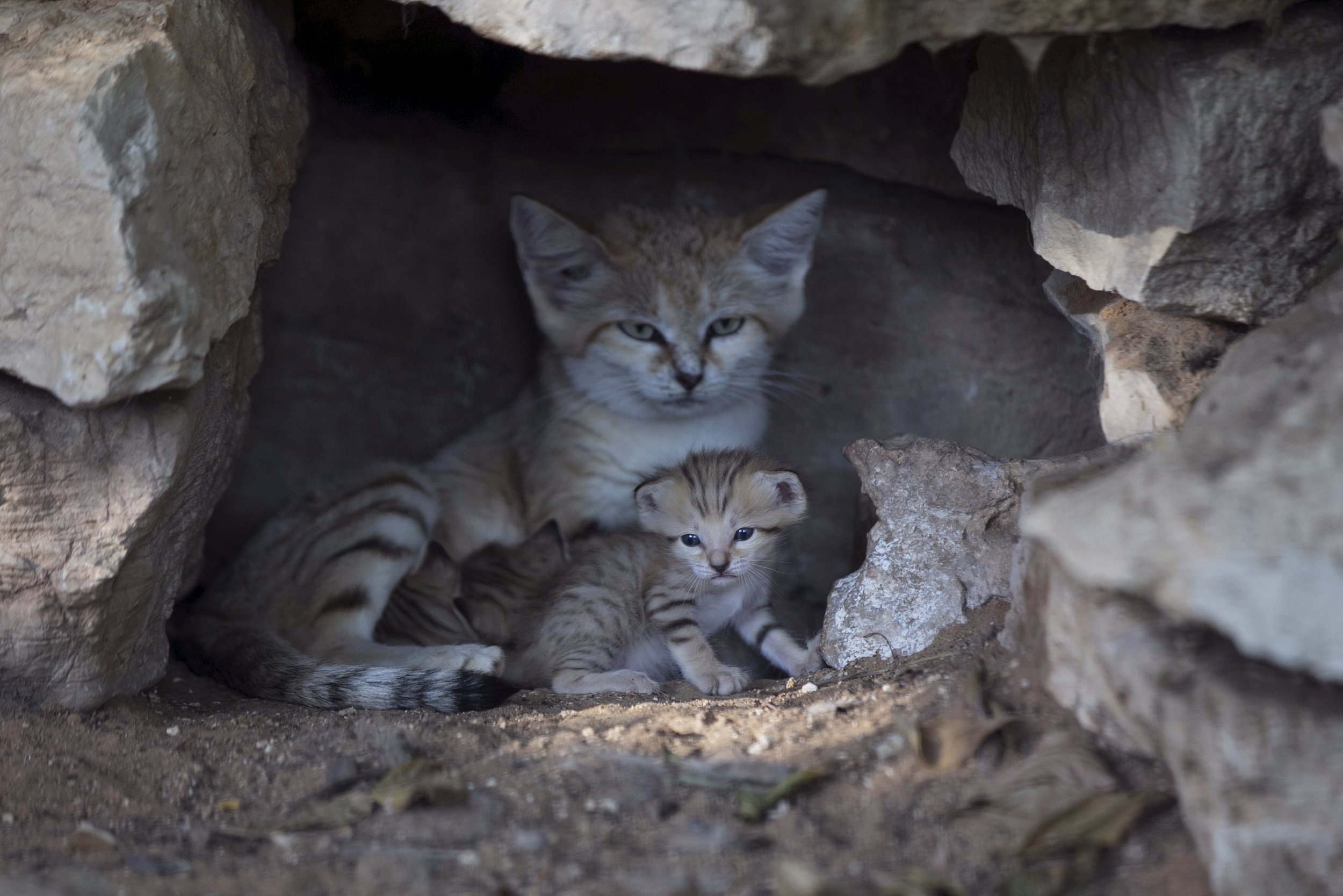 Baby Chinese Desert Cat