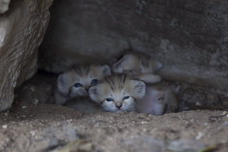 0820_sandcat_2