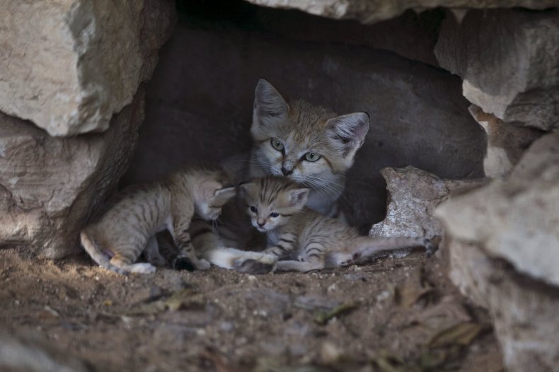 0820_sandcat_3