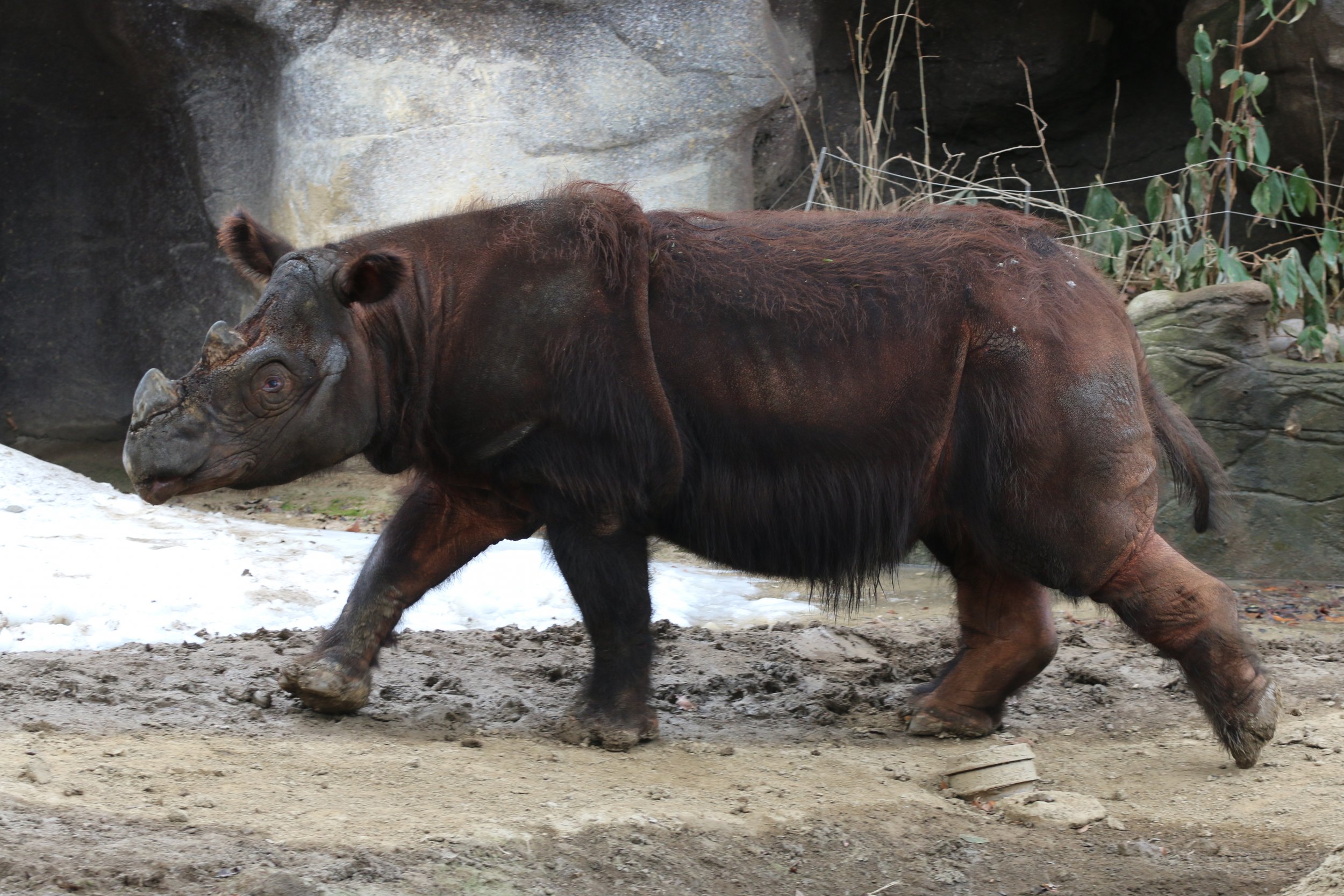 0821_Sumatran Rhino