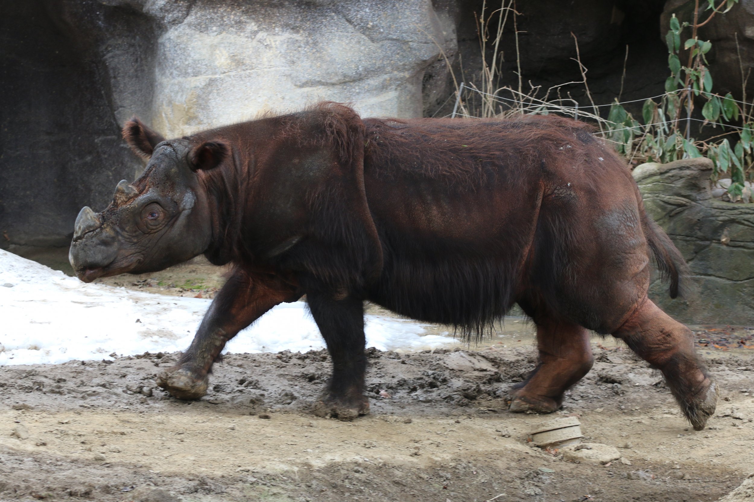 The Sumatran Rhino Is Now Extinct in Malaysia - Newsweek