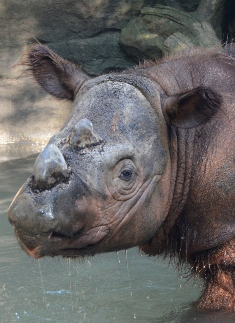 0821_Sumatran Rhino 2