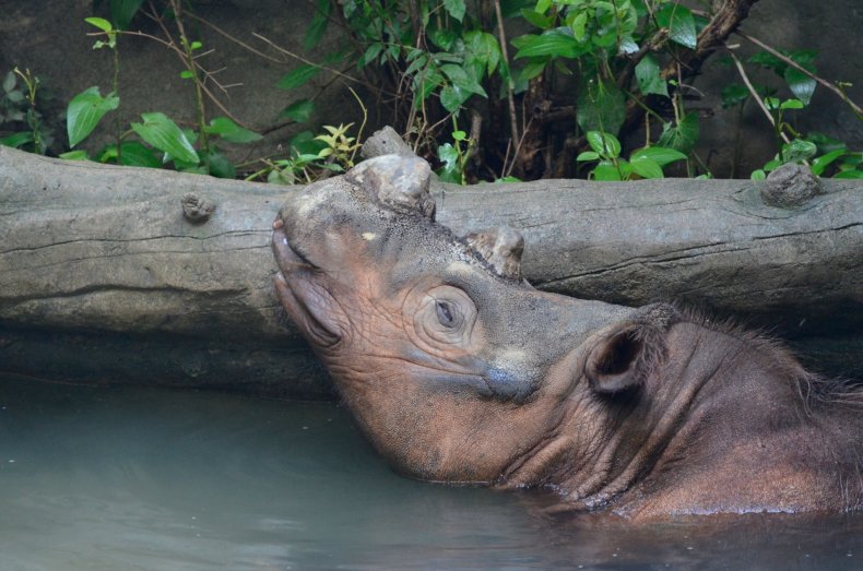 0821_Sumatran Rhino 3