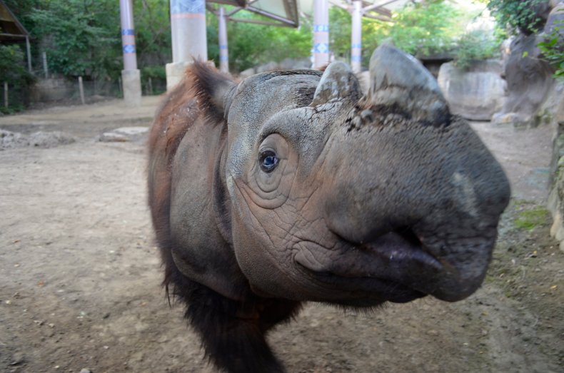 0821_Sumatran Rhino 5
