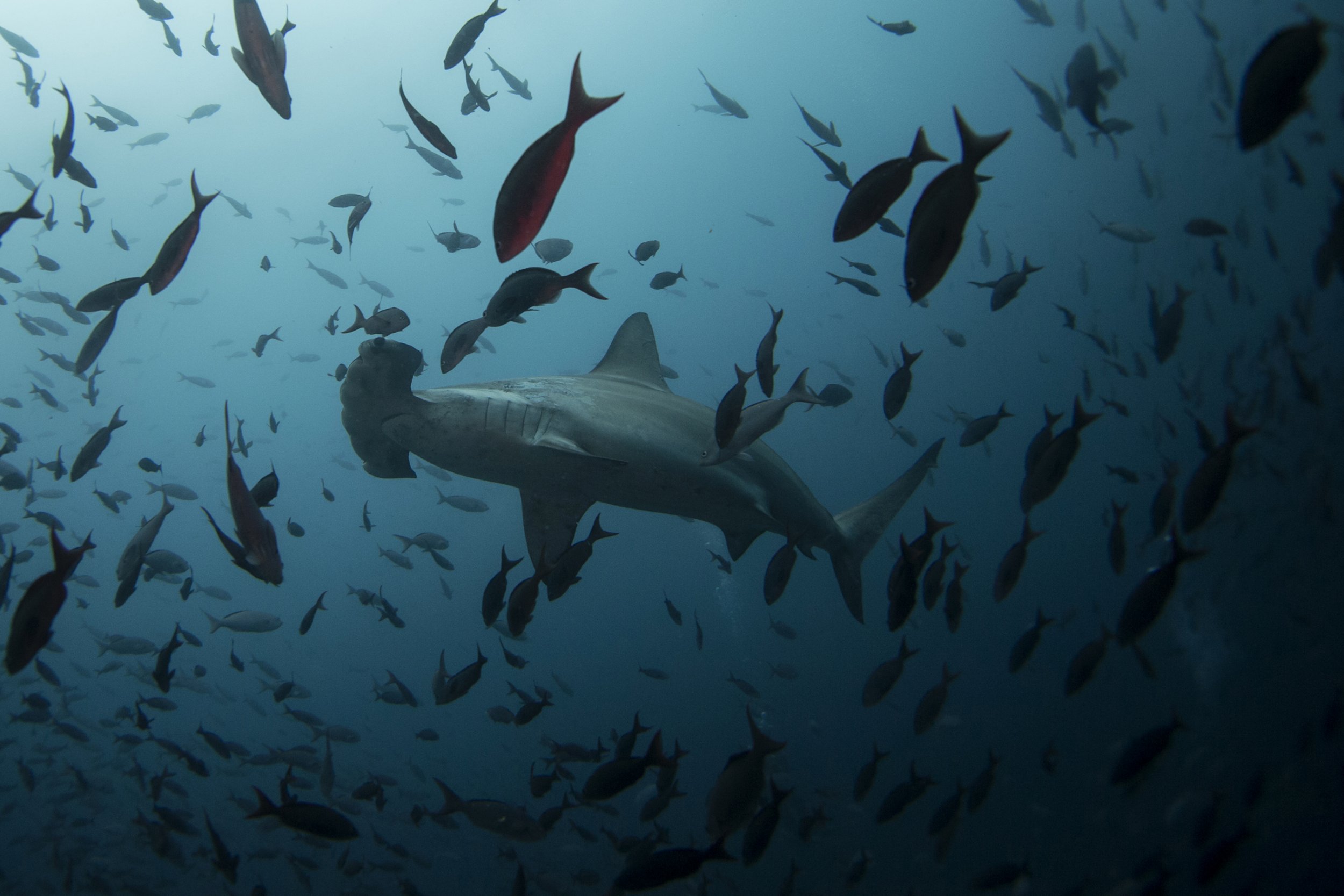 8/30_Paula_Shark