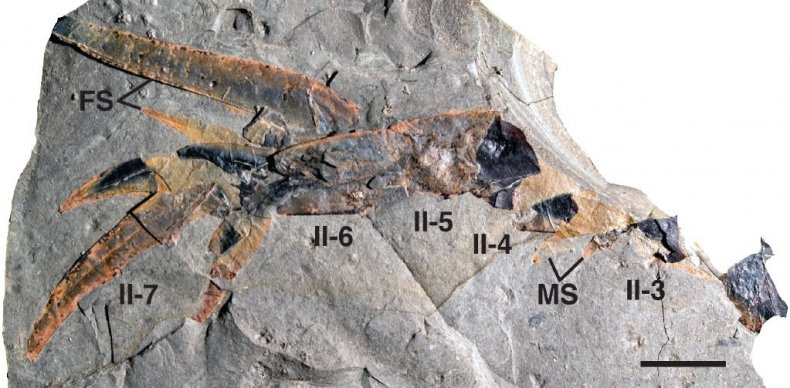 pentecopterus-appendange-fossil