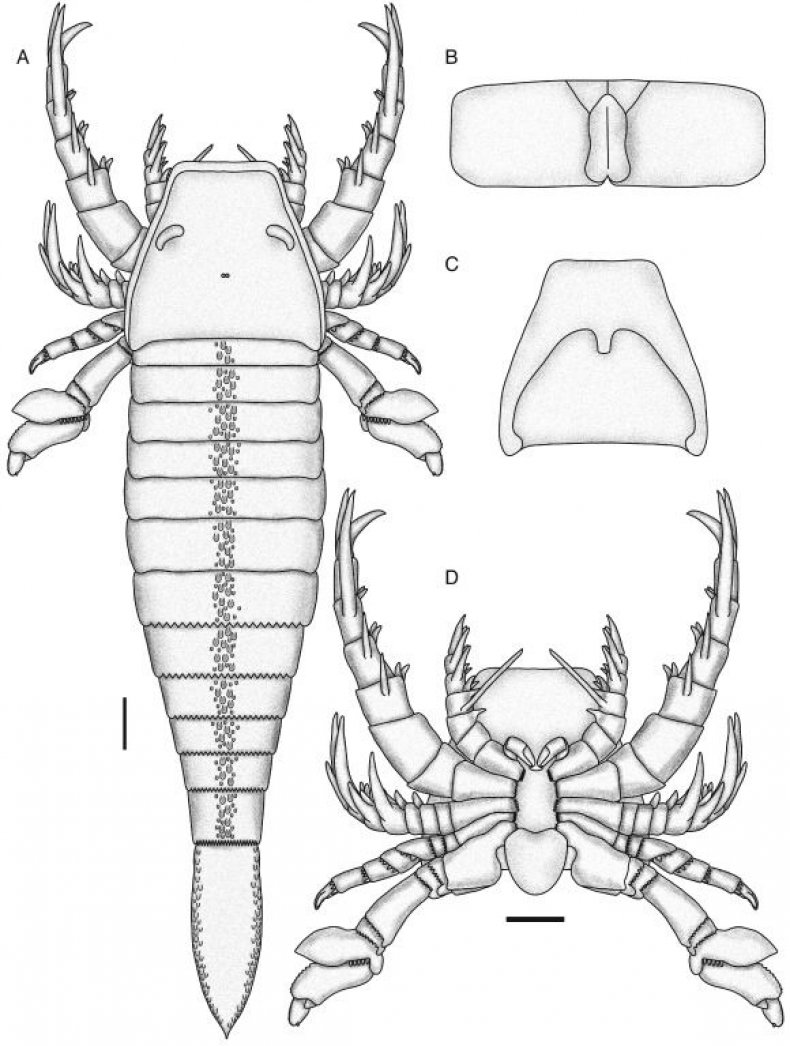pentecopterus-study-drawing