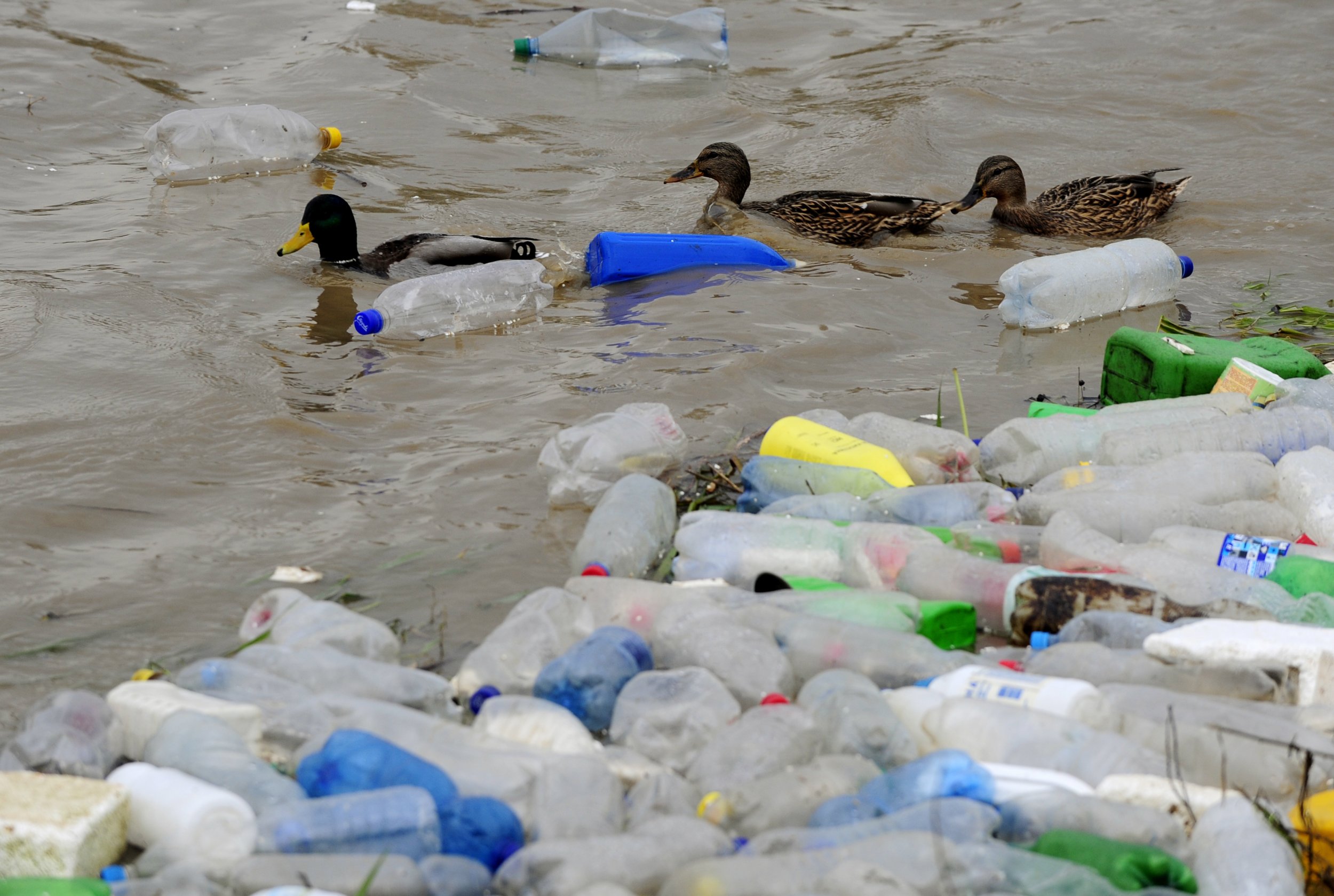 Study: Most Of The Plastic Found In Seabirds' Stomachs Was Recycleable