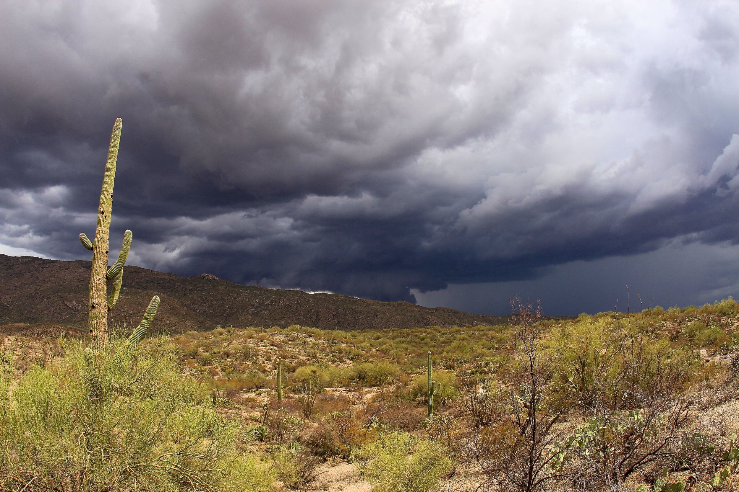 bugs-and-ammo-southern-arizona-in-monsoon-season