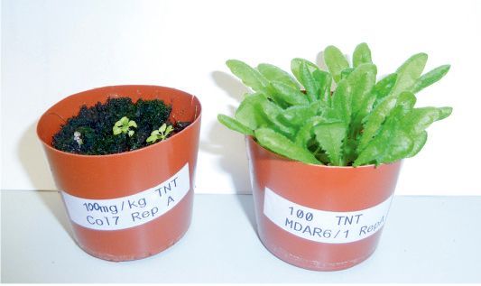 TNT-plants TNT-plants