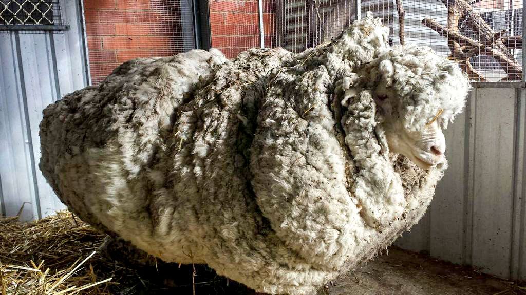 Chris The Sheep Sets Guinness World Record For 90 Pound Shearing