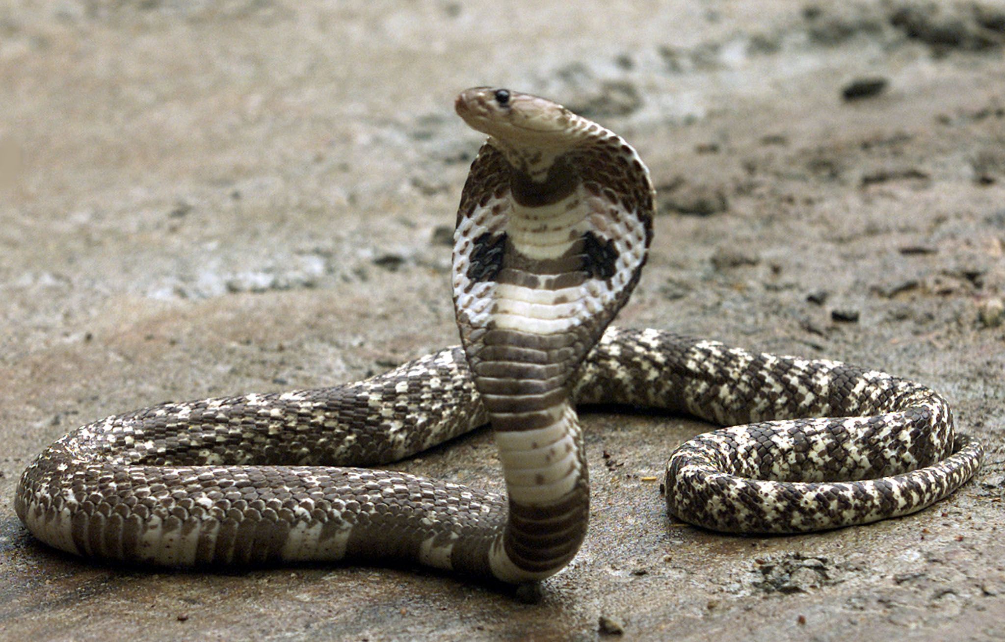 King Cobra Snake Striking