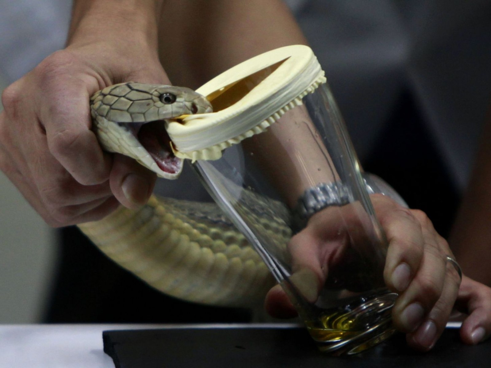 Venom Extraction Black Mamba Venom Extraction