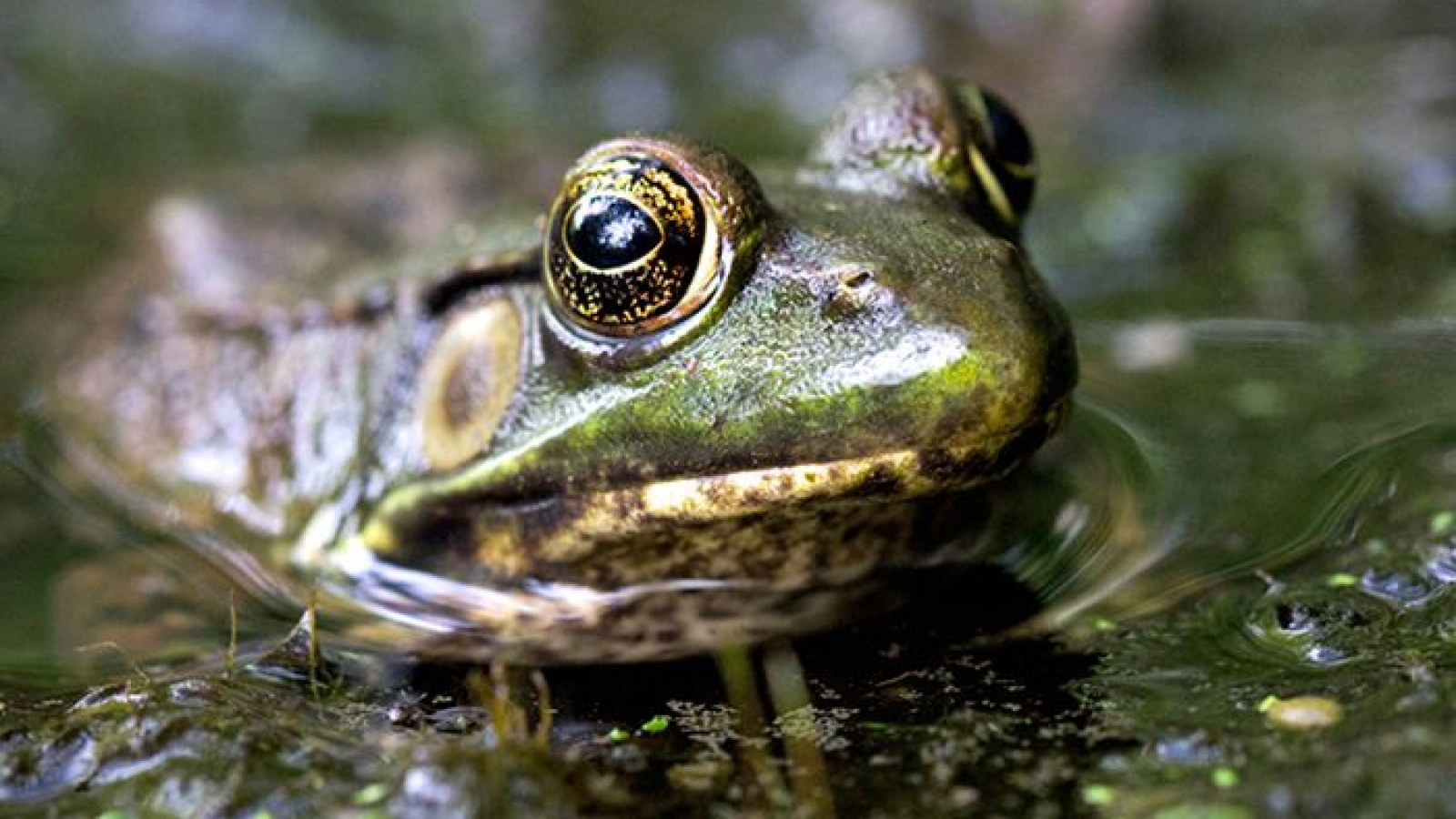 Male Frogs May Be Turning Female Thanks to Estrogen in Suburban Waste