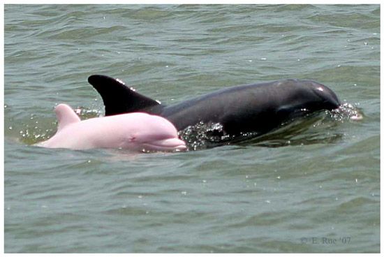 Unusual Pink Dolphin Spotted In Louisiana River