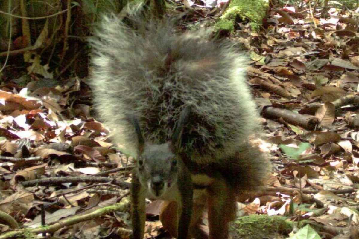 tufted-ground-squirrel