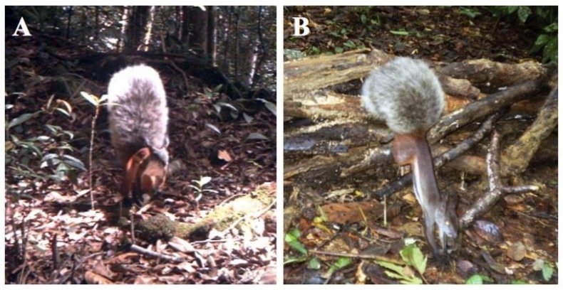 vampire-squirrel