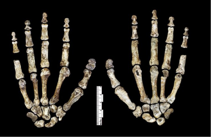 homo-naledi-hands homo-naledi-hands