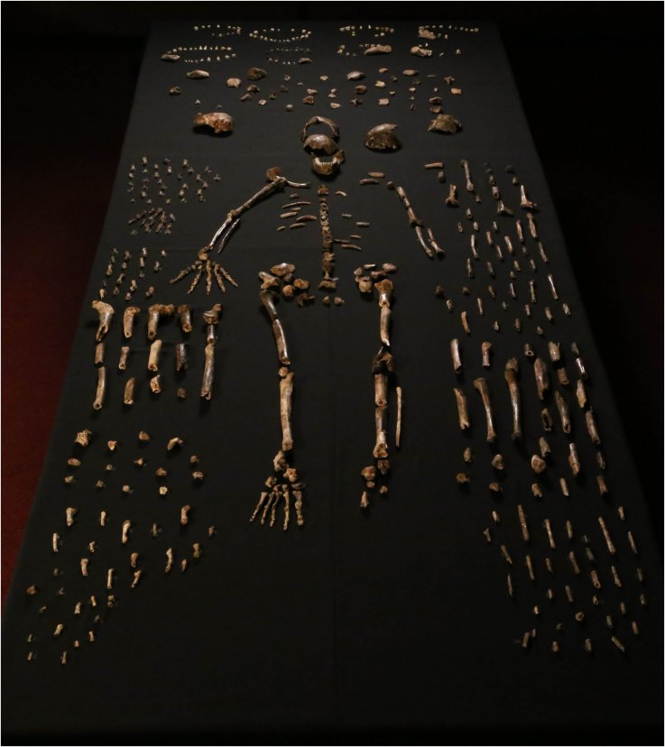 homo-naledi-full-skeleton homo-naledi-full-skeleton