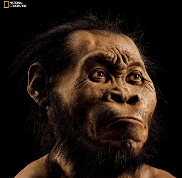 homo-naledi