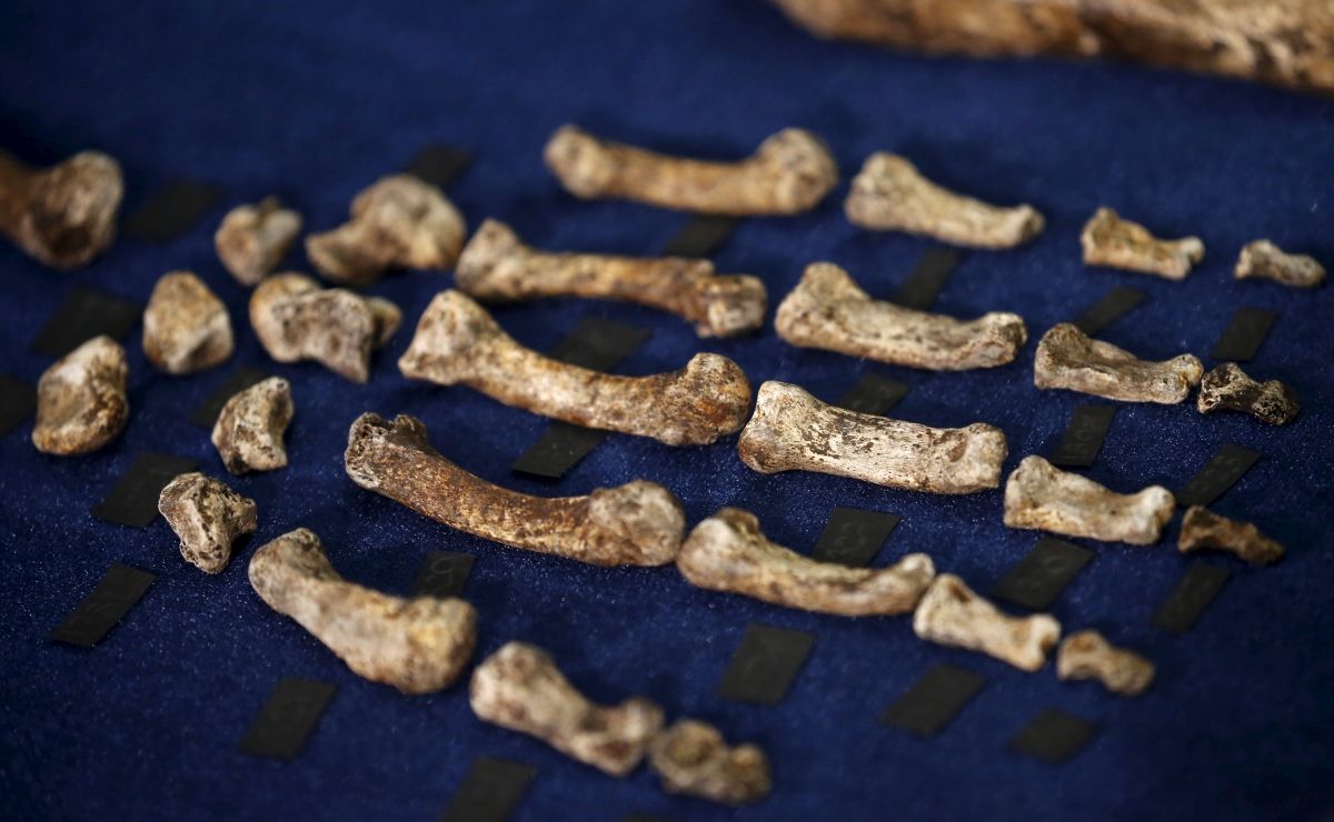 Homo naledi discovery