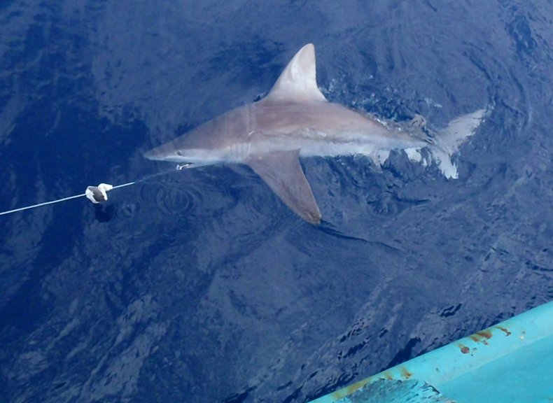 sandbar-shark-tagging