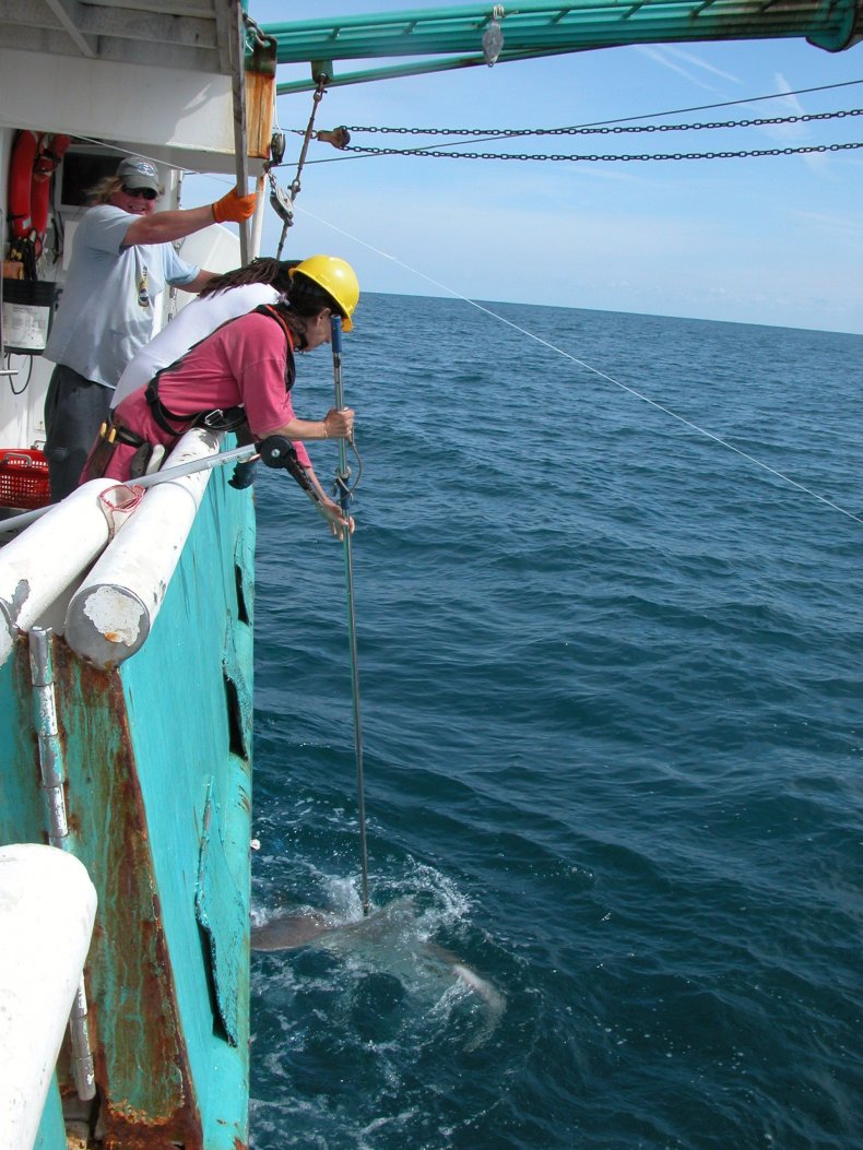 tagging-sharks