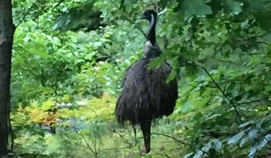 emu-new hampshire