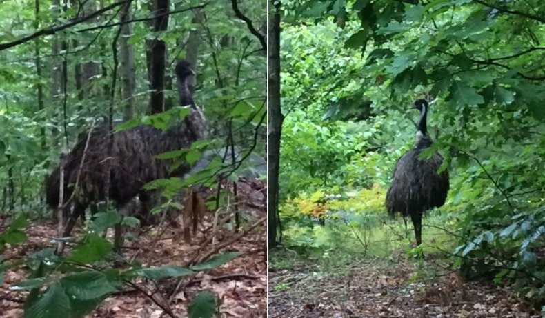 emu-nh 2
