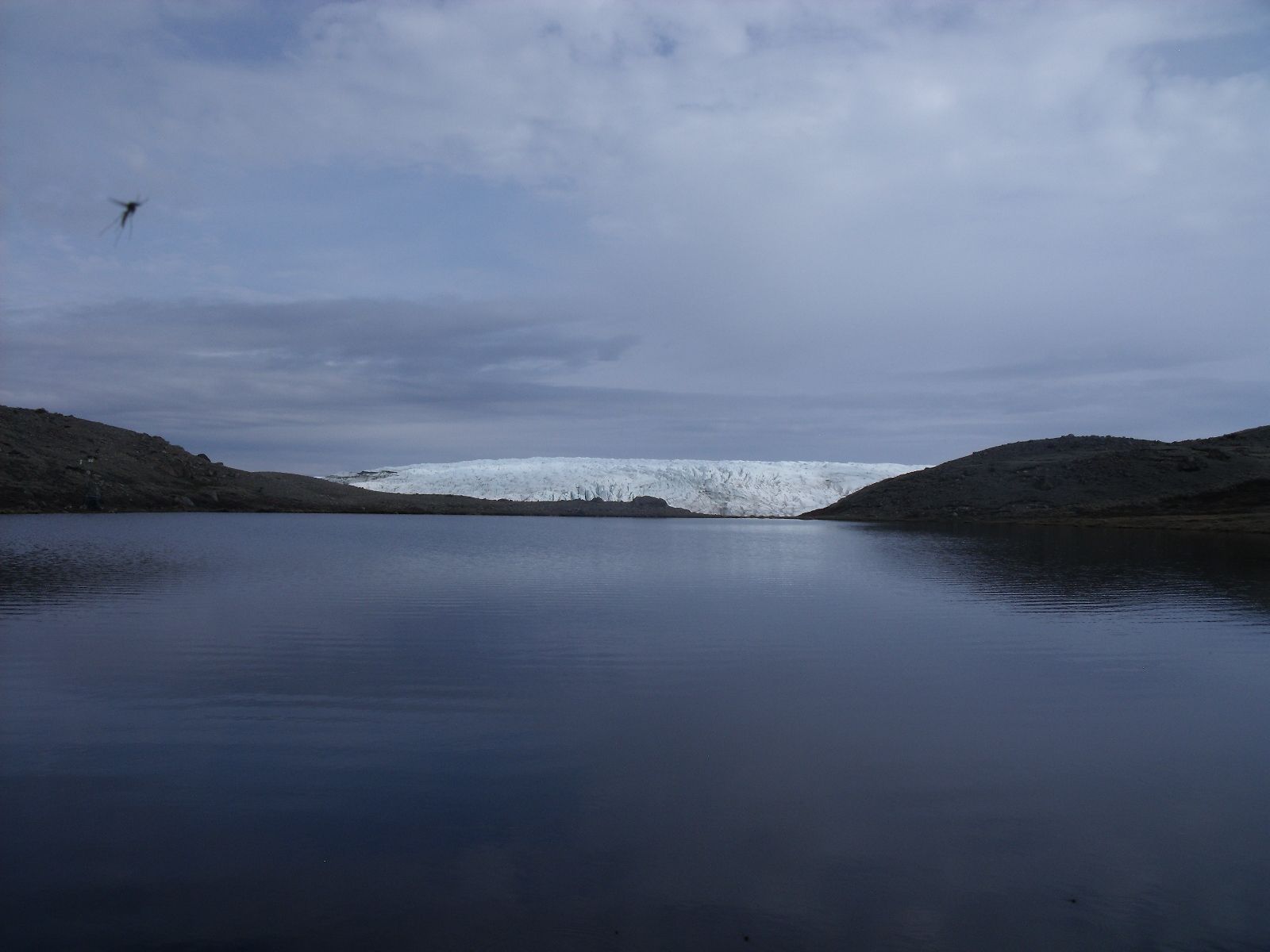 mosquito-flying-greenland