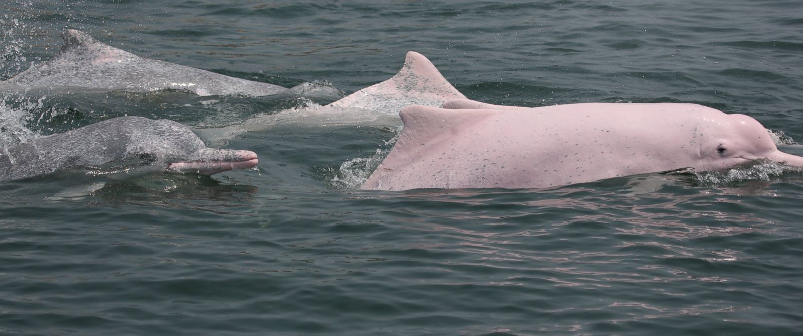 pink-dolphins