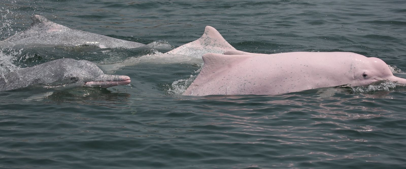 pink dolphin species