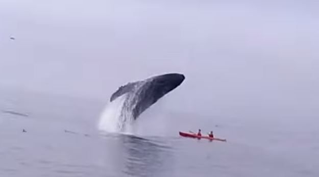 whale breaching on boat