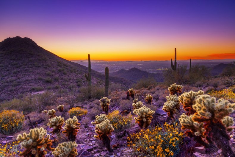 McDowell Sonoran Purple