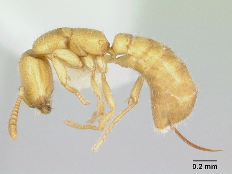 Adetomyrma_venatrix_casent0172771_profile_1