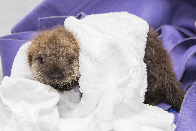 How Aquariums Can Actually Save Animals in the Wild How Aquariums Can Actually Save Animals in the Wild