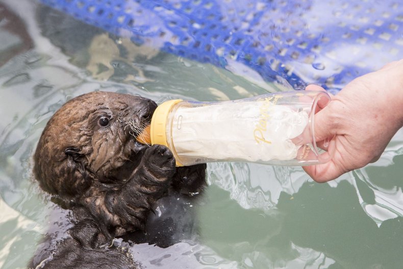 How Aquariums Can Actually Save Animals in the Wild How Aquariums Can Actually Save Animals in the Wild