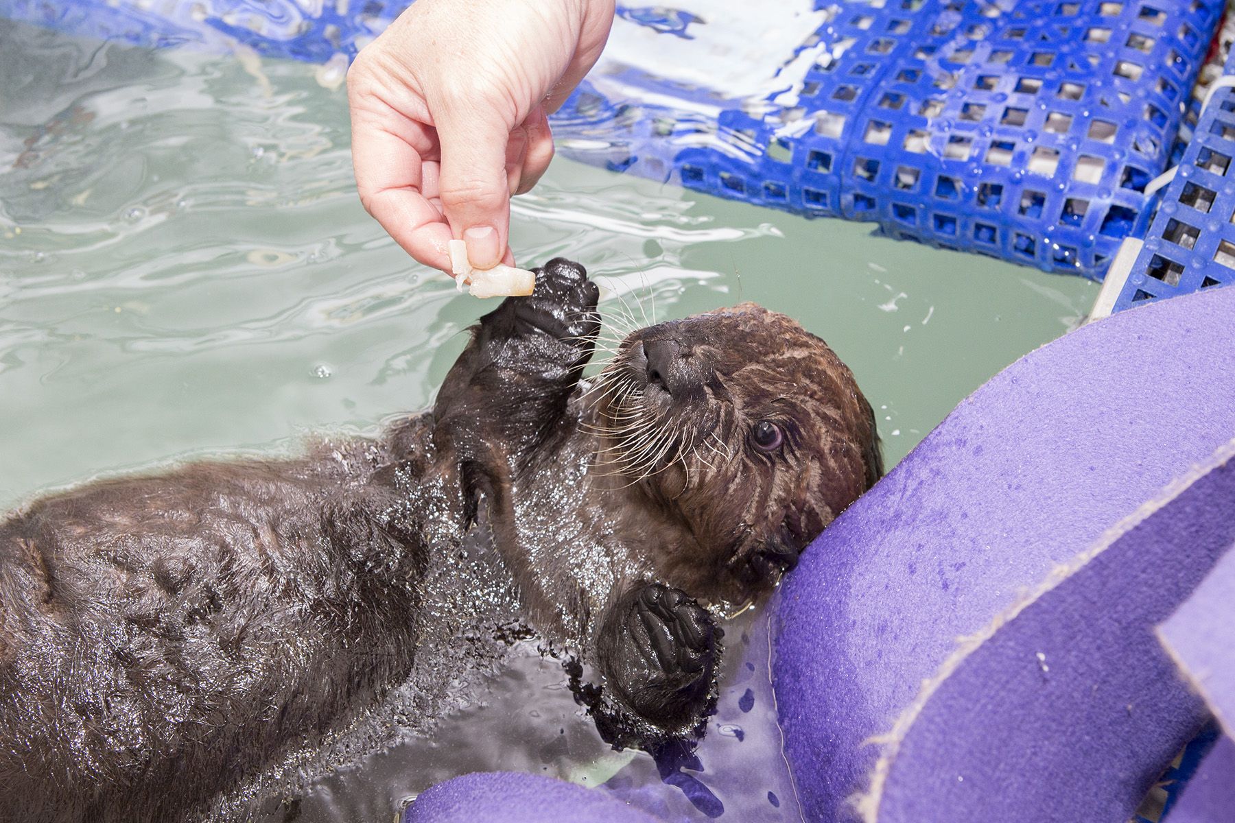 Conservation efforts have saved seals, but at what cost to Cape Cod  fishermen? 