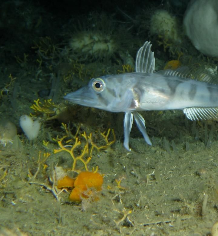 fish-bryozoans