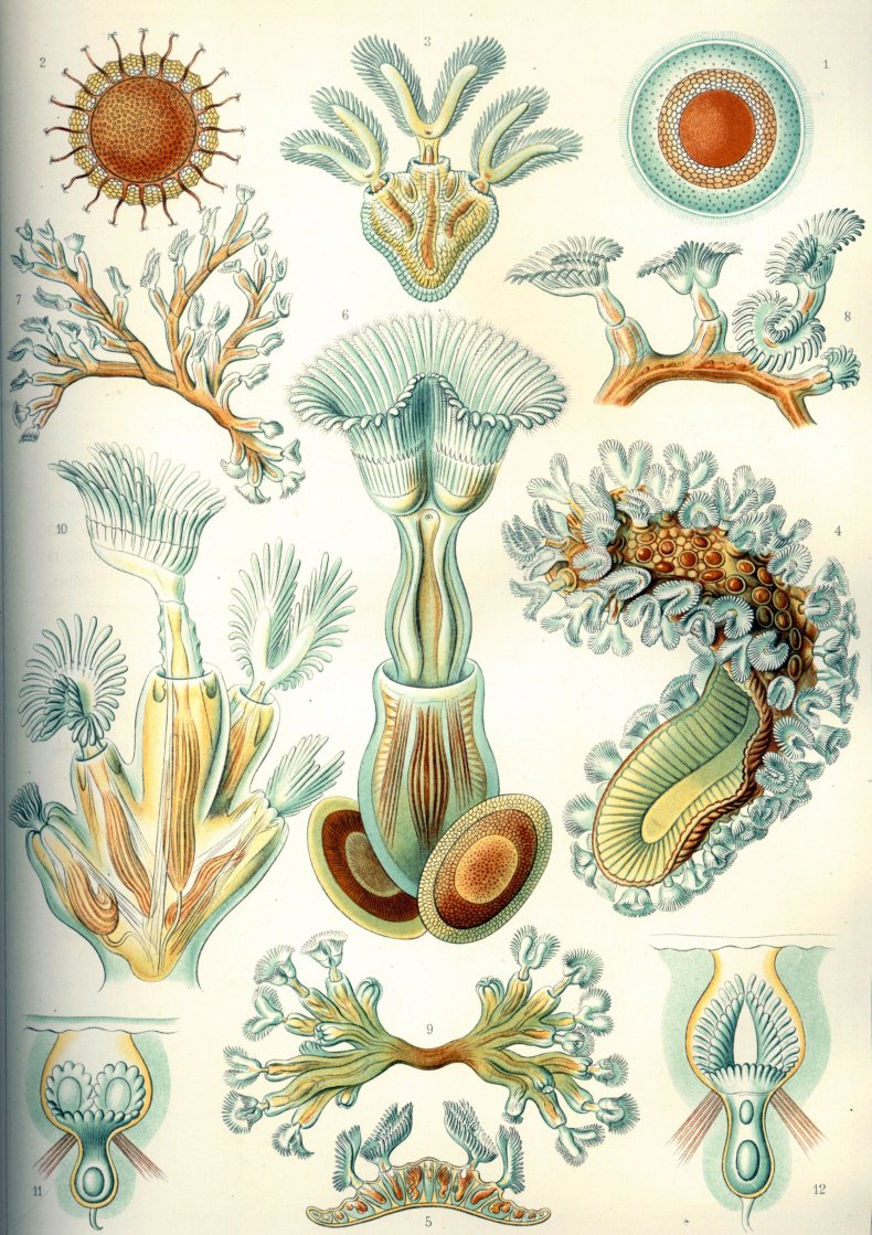 Haeckel_Bryozoa