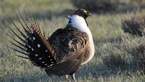 sage-grouse-FWS