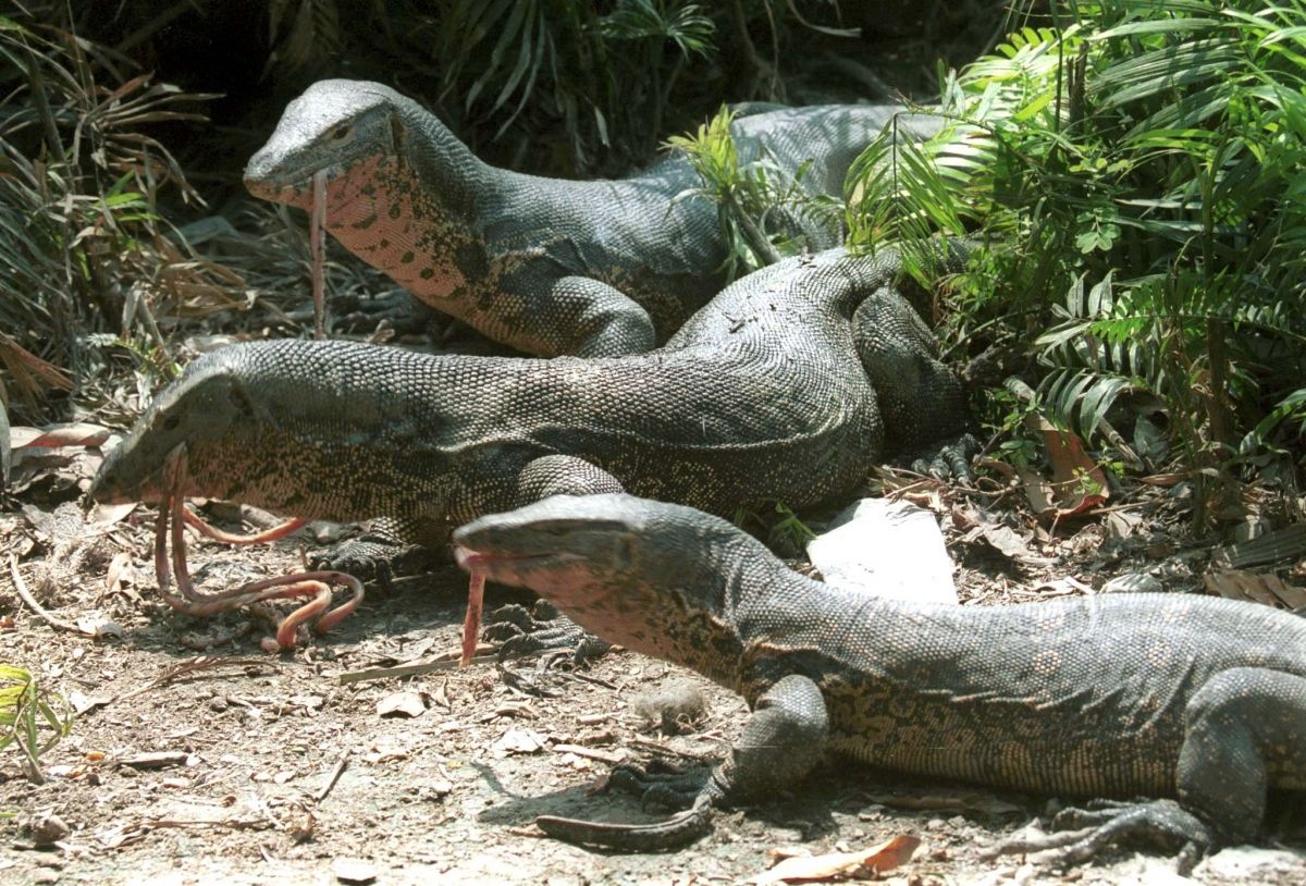 First Humans In Australia Lived Alongside Giant Predator Lizards Newsweek