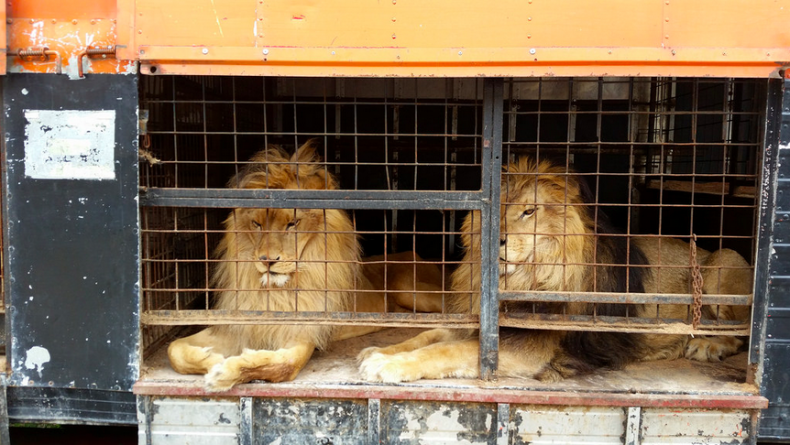 lionsrescued2