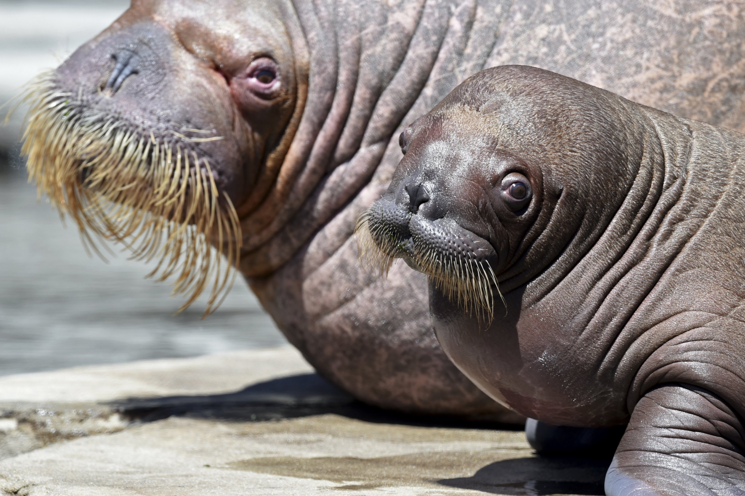 Alaskan Officials Investigate Beheading of 25 Walruses - Newsweek